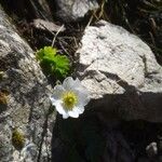 Ranunculus alpestrisKvet