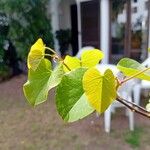 Cercis occidentalis Hostoa