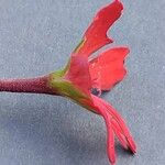 Pelargonium inquinans Flower