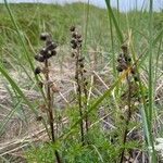 Artemisia laciniata عادت