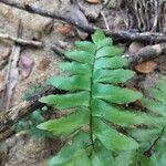 Adiantum latifolium 葉