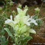 Salvia pachyphylla Blomma