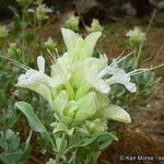 Salvia pachyphylla Flor