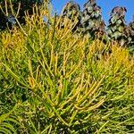 Euphorbia tirucalli Лист