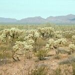 Cylindropuntia fulgida Hábito
