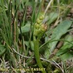 Botrychium simplex Hábito