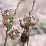 Cenchrus echinatus Fruit