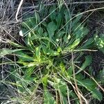 Bellis sylvestris Leaf