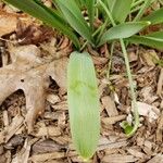 Galanthus elwesii 葉