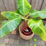 Musa acuminata Feuille
