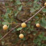 Boscia senegalensis Fruit