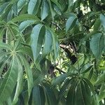 Strychnos madagascariensis Foglia