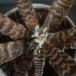 Cryptanthus zonatus ᱥᱟᱠᱟᱢ