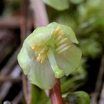 Pyrola chlorantha Fiore