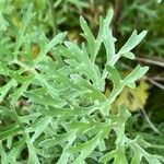 Tanacetum cinerariifolium Hoja