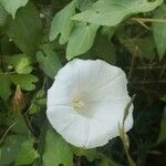 Convolvulus sepium Flower