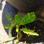 Phyllanthus niruri Φύλλο