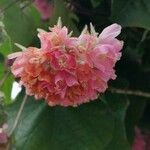 Dombeya wallichii Çiçek