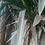Yucca aloifolia Folha