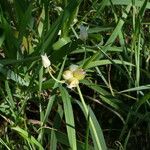 Allium scorzonerifolium Květ