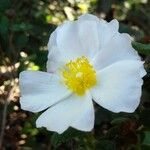 Cistus salviifolius Blüte