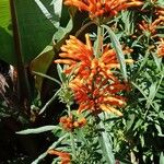 Leonotis leonurus Habit