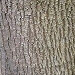 Fraxinus excelsior Bark