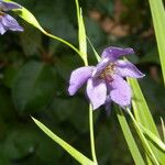 Alophia silvestris Flower