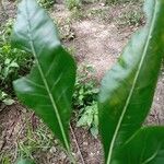 Gardenia ternifolia Leaf