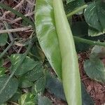 Spathiphyllum cannifolium Levél