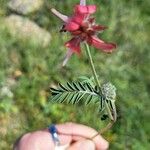 Hedysarum spinosissimum Flor
