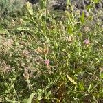 Rhaponticum repens Fula