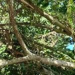 Ficus insipida 樹皮