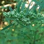 Chenopodium betaceum Кветка