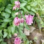 Aquilegia nigricansKvět