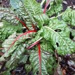 Beta vulgaris Leaf