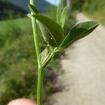 Trifolium pratense पत्ता