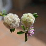 Trifolium tomentosum Fruto