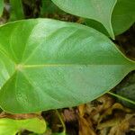 Anthurium andraeanum Leaf