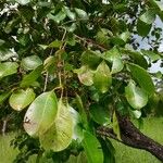 Syzygium guineense Folha