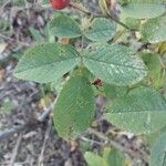 Rosa tomentosa Blad