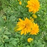 Rudbeckia laciniata Kvet