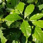 Coffea arabica Blatt