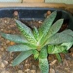 Gasteria excelsa Hostoa