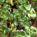 Sedum oreganum Ліст