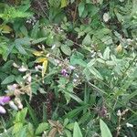 Desmodium paniculatum Leaf