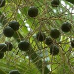 Brahea edulis Fruit