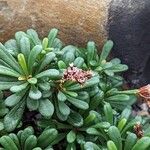 Limonium cosyrense Feuille