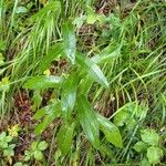 Digitalis lutea Blatt