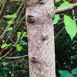 × Chitalpa tashkentensis Rusca